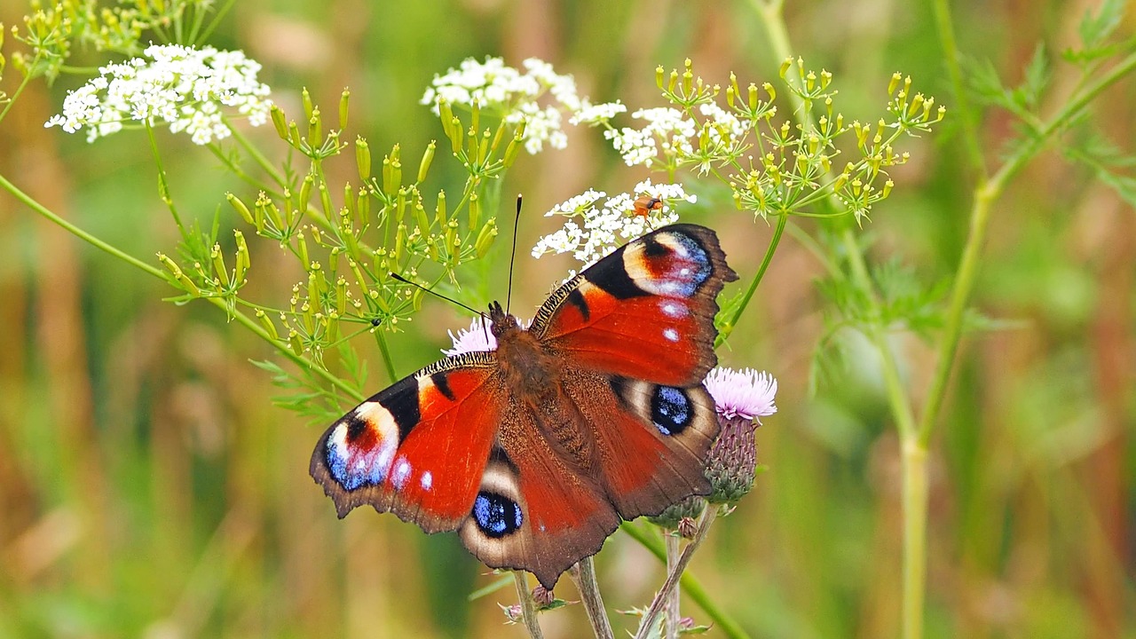 Insectenhotel tussen groen in biodiverse tuin.