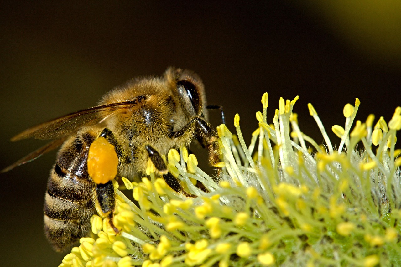 Inheemse planten trekken vlinders aan. Inheemse planten trekken vlinders aan.