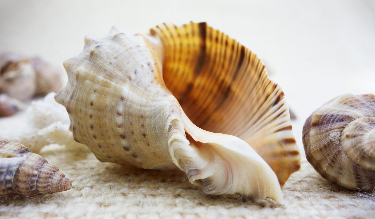 Zomers interieur met schelpen en zee-elementen.