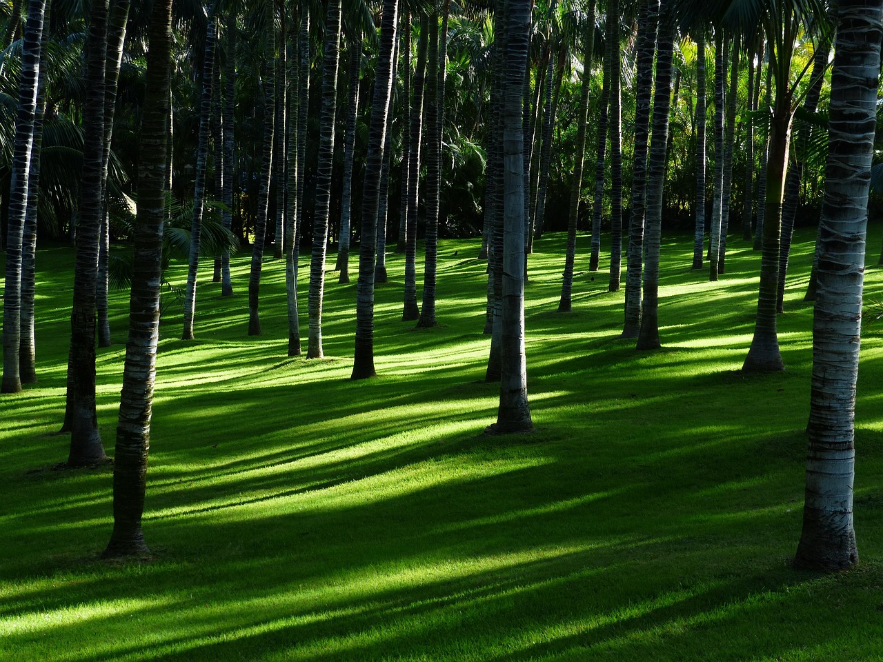 Natuurlijke stenen pad omringd door weelderig groen Natuurlijke stenen pad omringd door weelderig groen