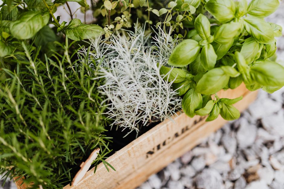 Bloeiende planten naast rustieke houten schutting Bloeiende planten naast rustieke houten schutting