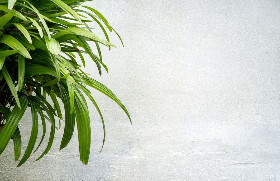 Exotische bloemen op tropisch behangontwerp. Exotische bloemen op tropisch behangontwerp.