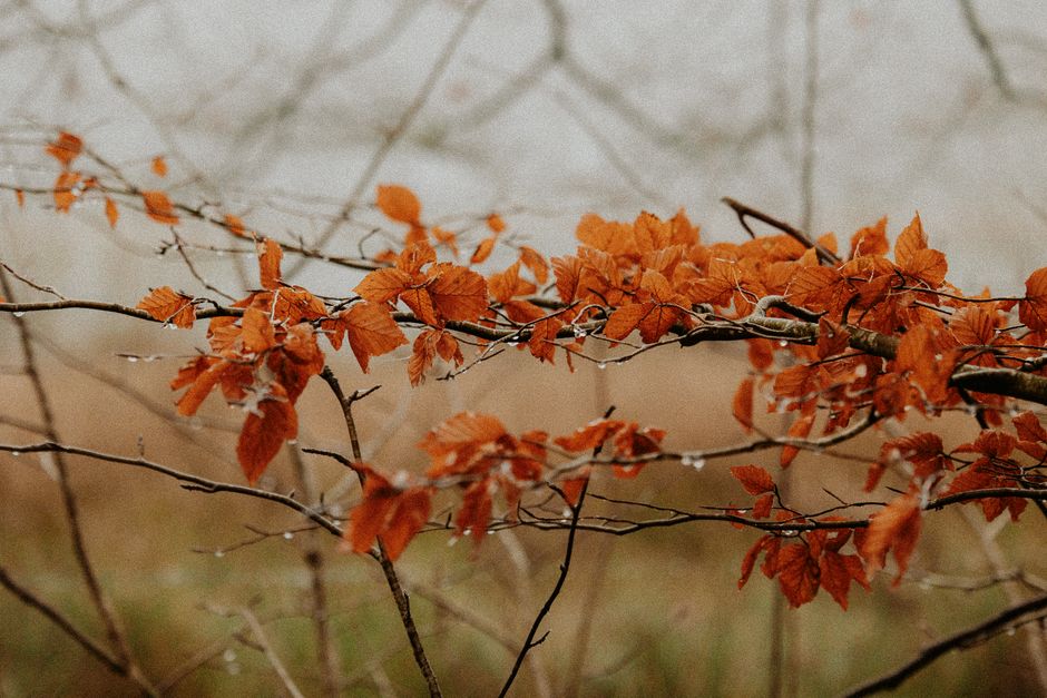 Gezellige herfstkleuren in moderne wandkunst.