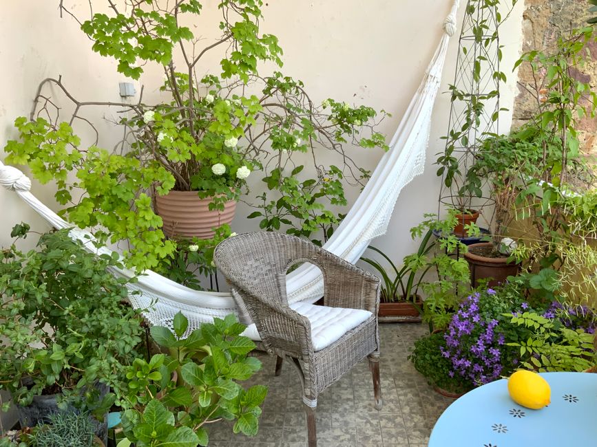 Tuinier snoeit herfstklare balkonplanten. Tuinier snoeit herfstklare balkonplanten.